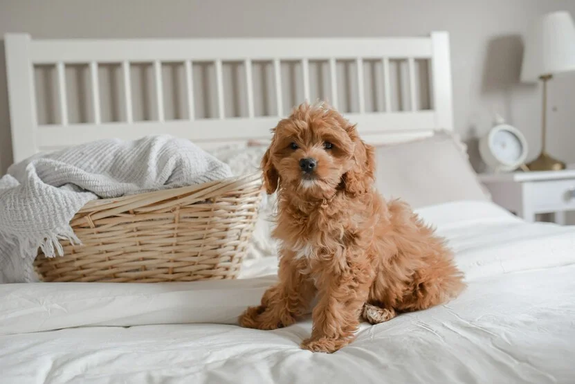 Mini Goldendoodle