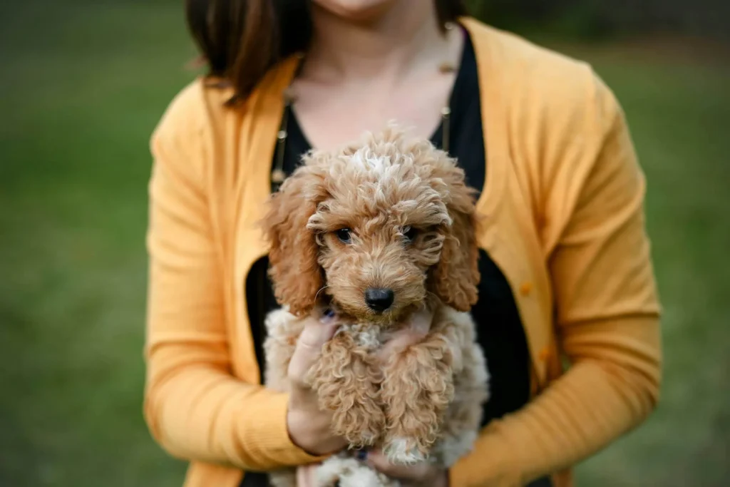 Mini Goldendoodle Puppies