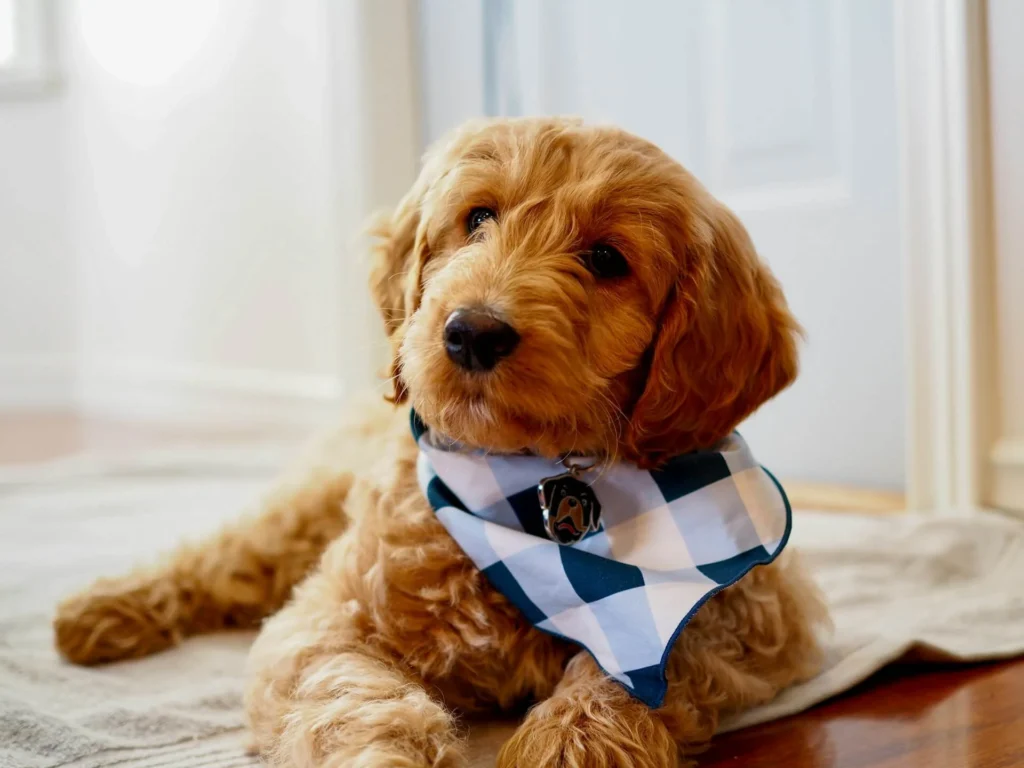 Best Food for a Mini Goldendoodle Puppies