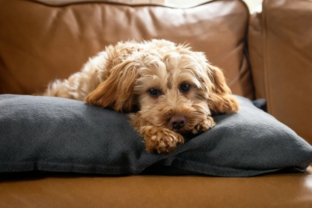 Best Food for a Mini Goldendoodle Puppies