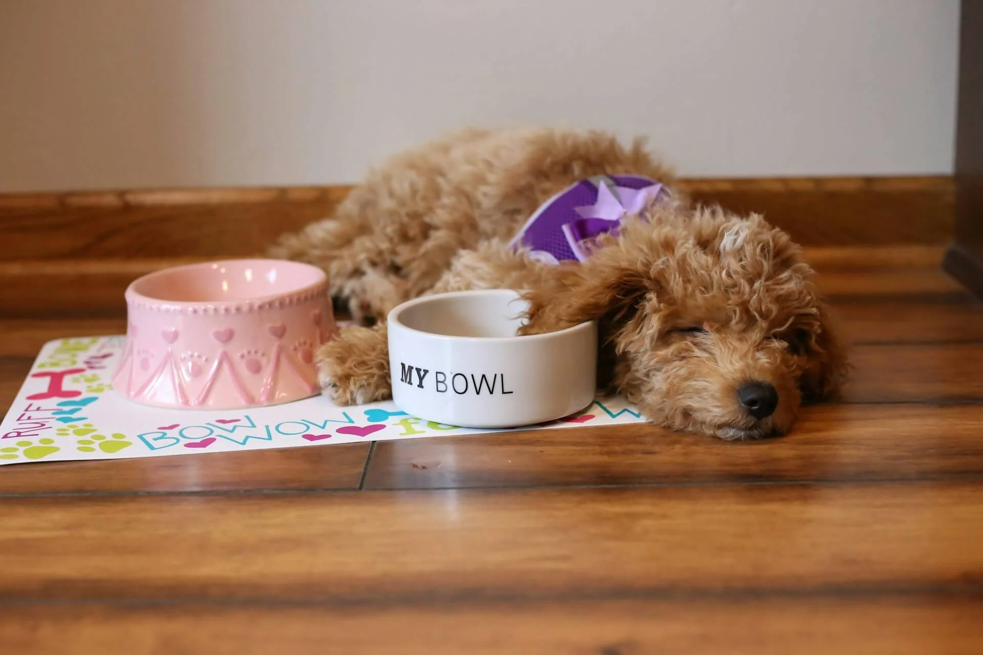 Best Food for a Mini Goldendoodle Puppy