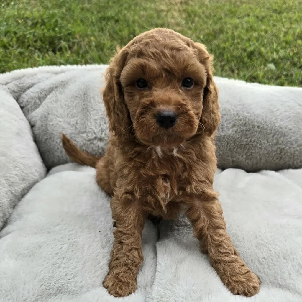 Curly Goldendoodle puppy sitting upright with little white chest marking