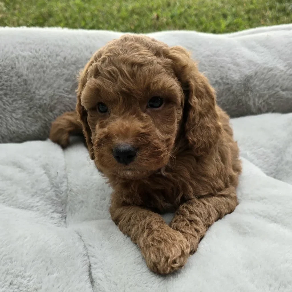 Curly red Goldendoodle puppy lying down with paws crossed on gray cushion