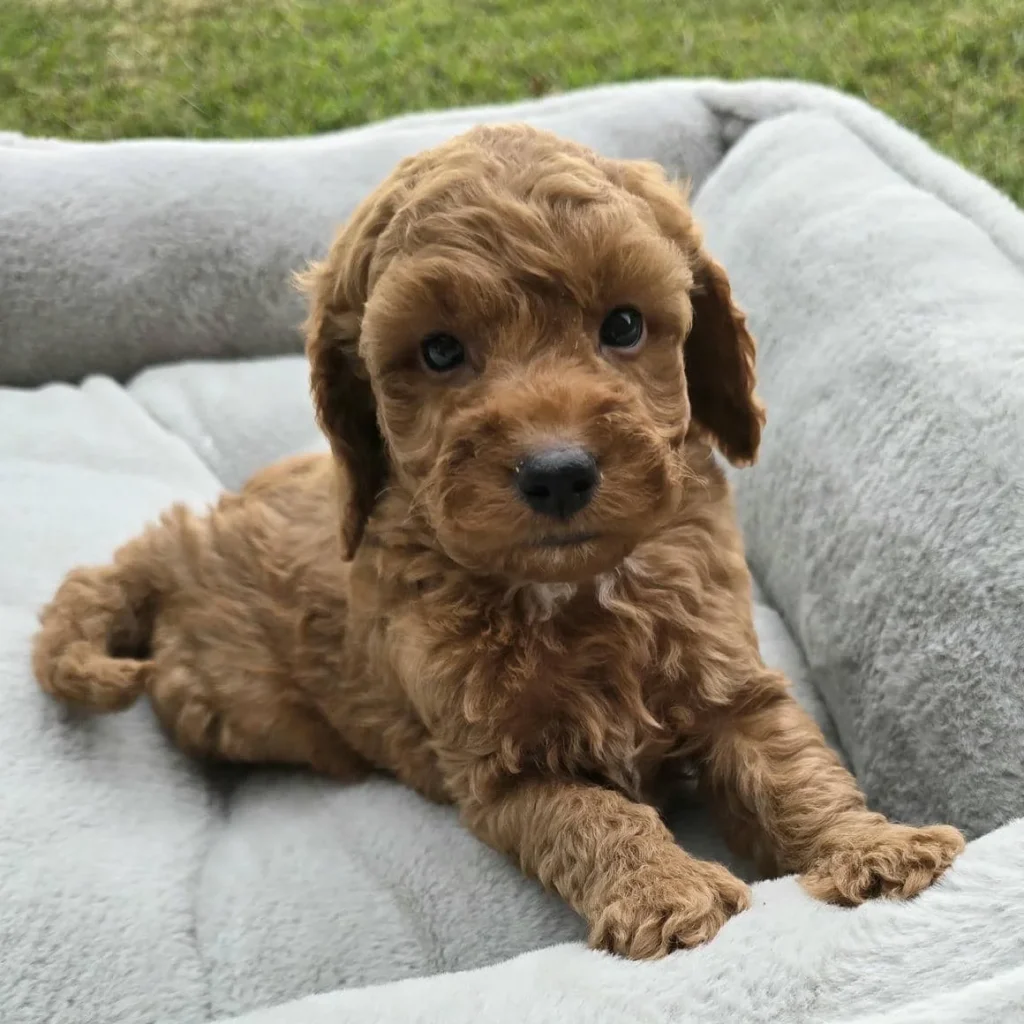 Adorable Goldendoodle puppy lounging on gray blanket looking curious