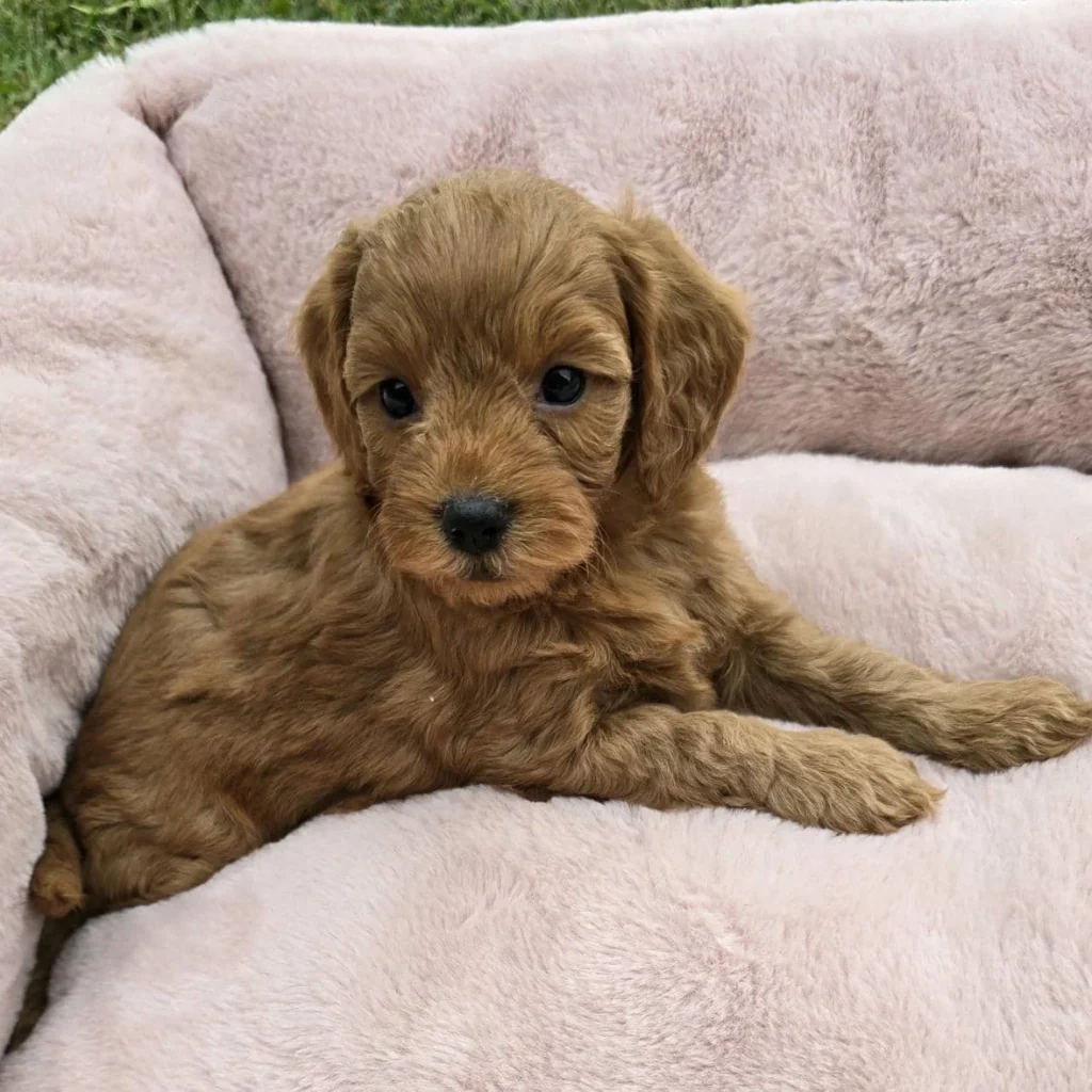 Relaxed Goldendoodle puppy lying on plush pink cushion, looking curious