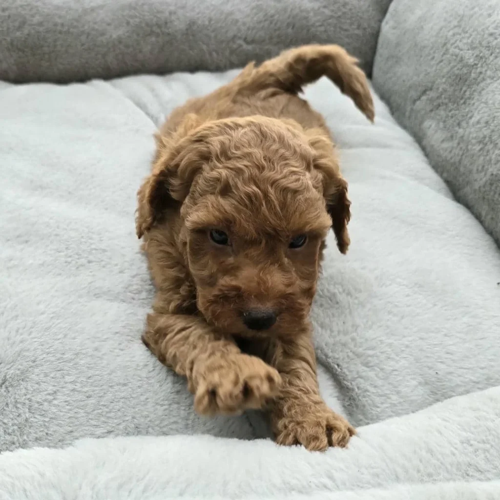 Cute Goldendoodle puppy pawing forward while lying on soft cushion