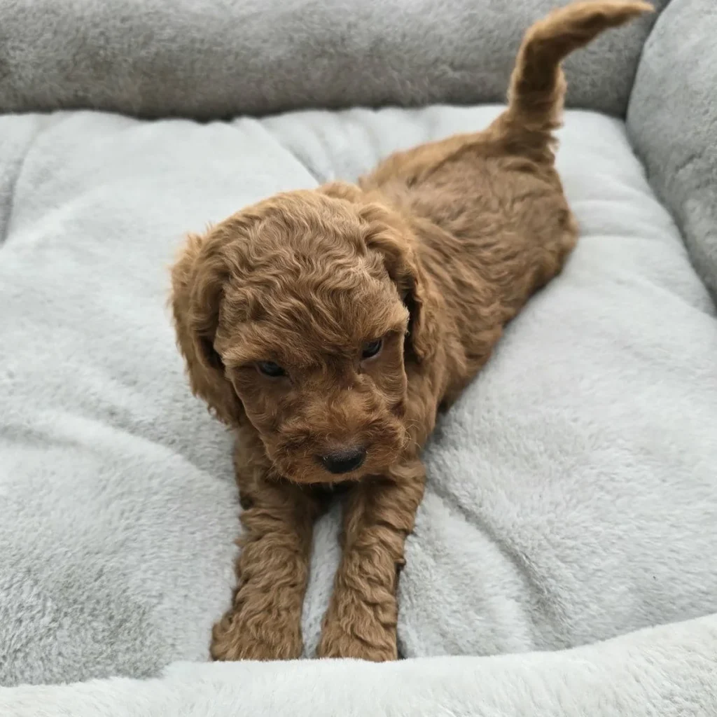 Playful Goldendoodle puppy stretching forward on gray dog bed with tail up