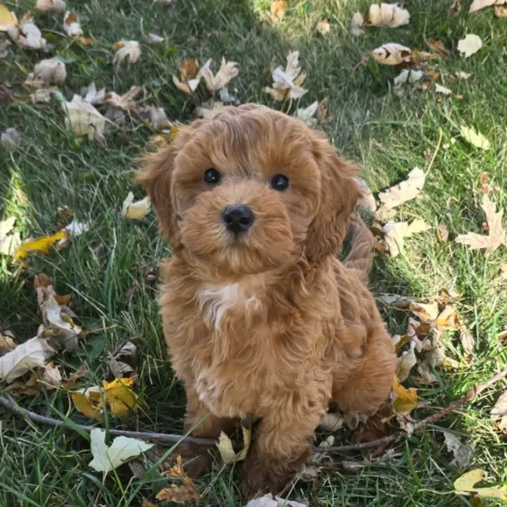 Mini GoldenDoodles Puppies