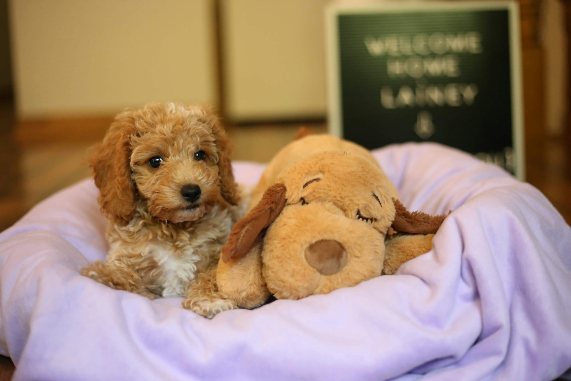 Petite Goldendoodle