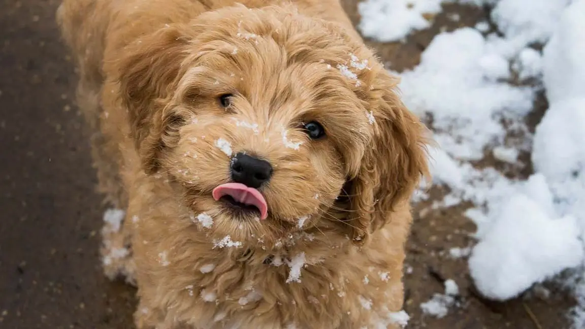 Petite Goldendoodle