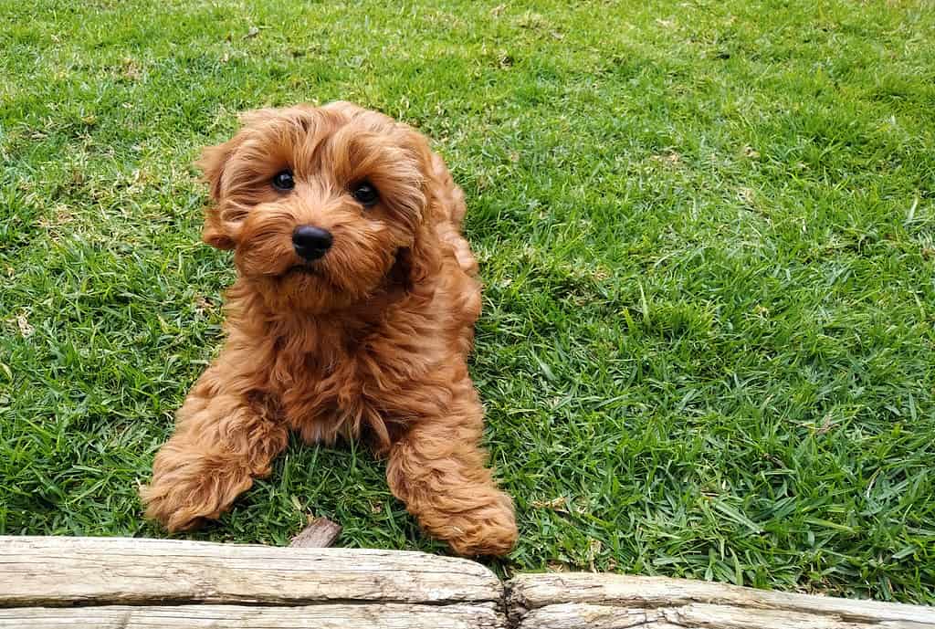 Petite Goldendoodle