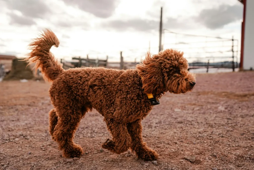 Red Goldendoodles