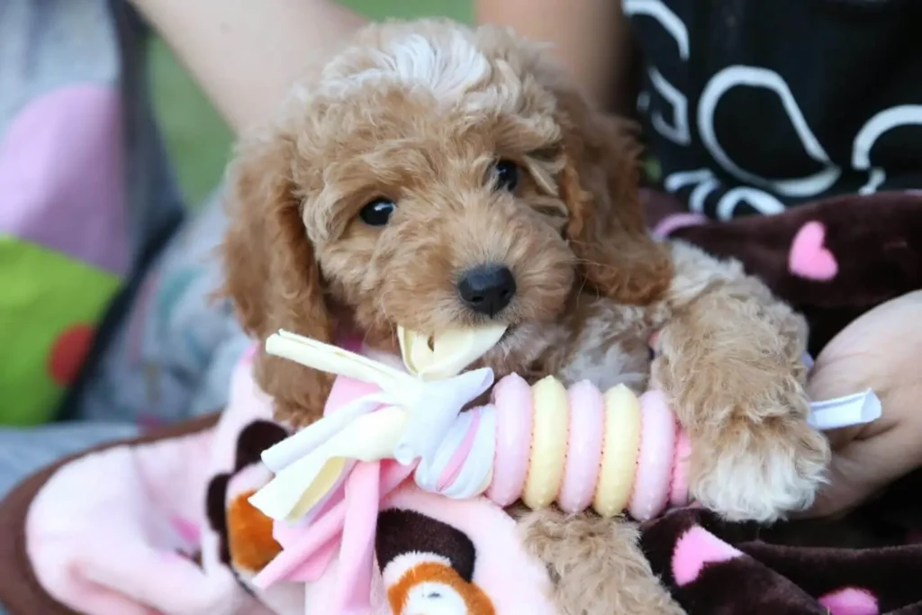 Mini Goldendoodle