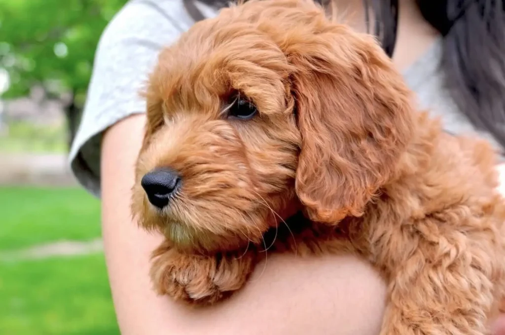 Mini Goldendoodle