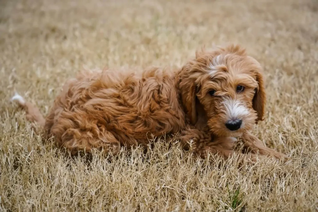 Mini Goldendoodle