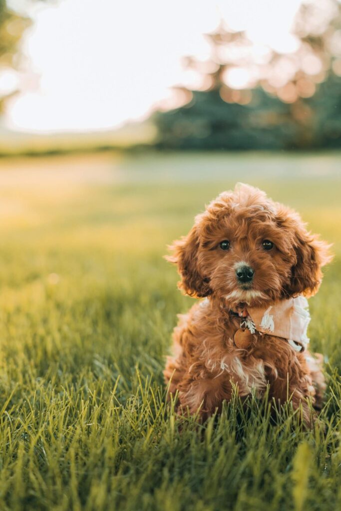 F1B Mini Goldendoodle