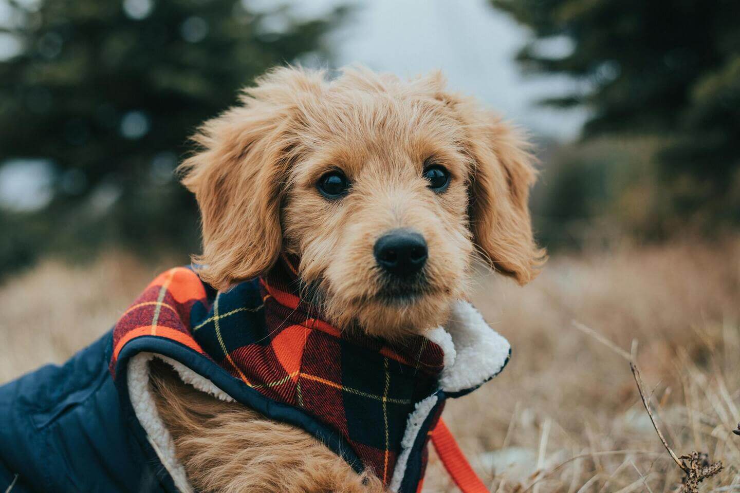 F1B Mini Goldendoodle
