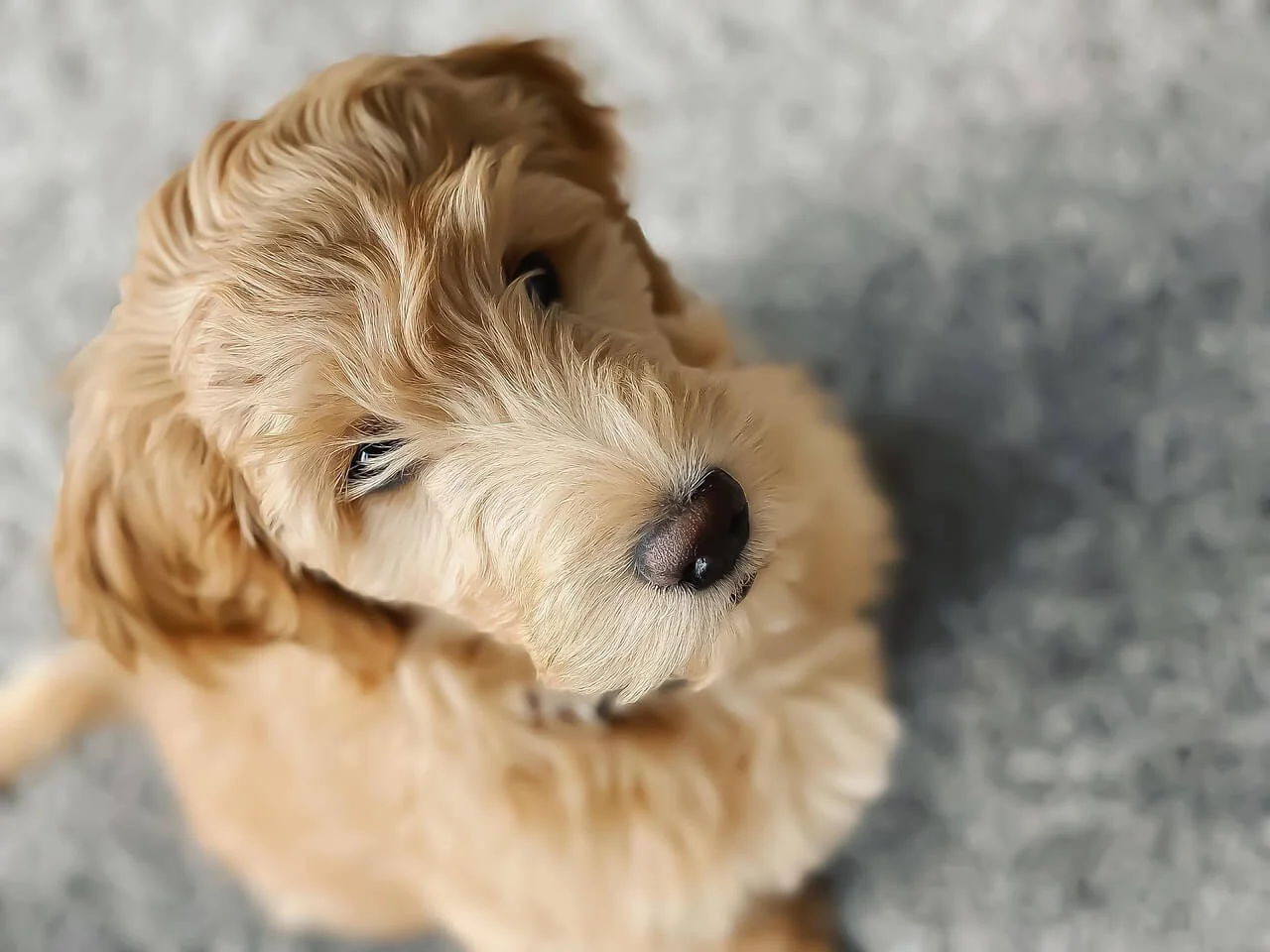 Goldendoodles Developmental Stages