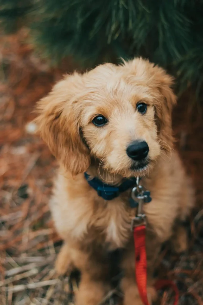 Mini Goldendoodle