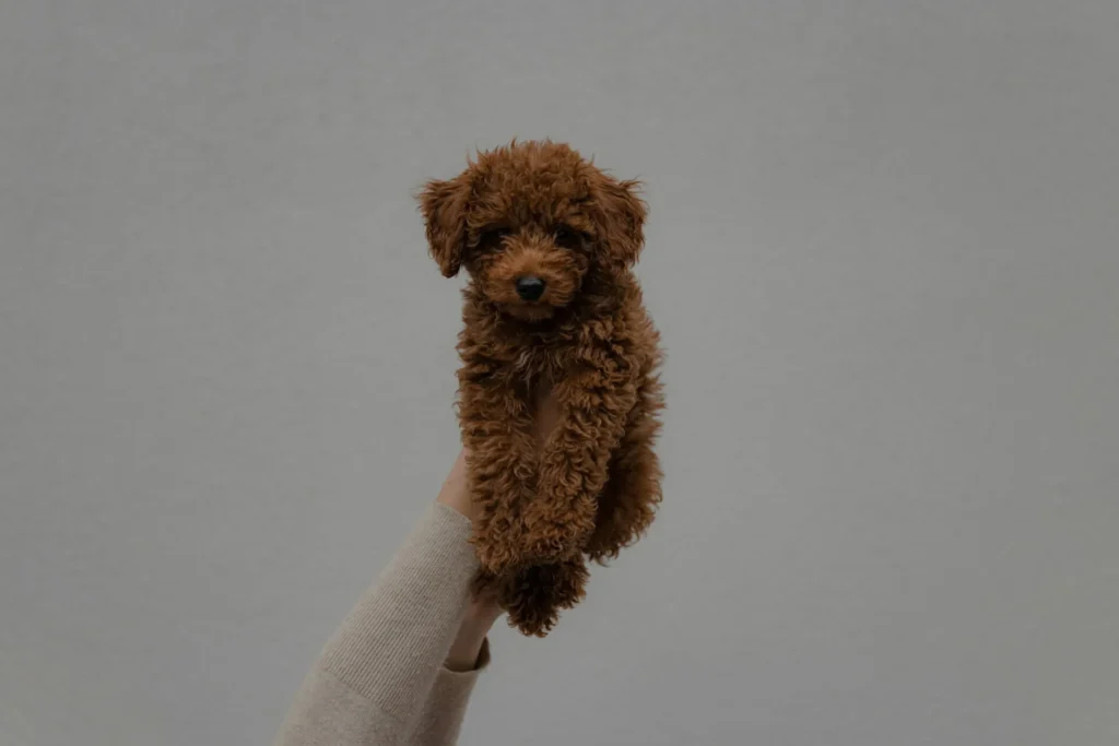 Brown Mini Goldendoodle