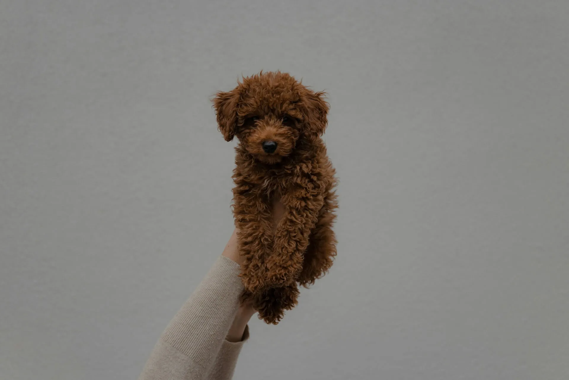 Brown Mini Goldendoodle