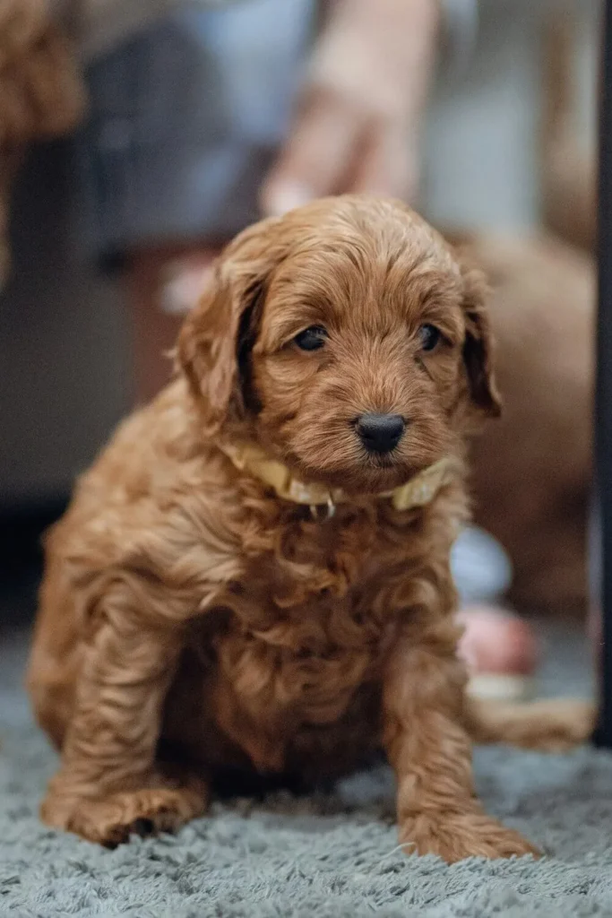 Brown Mini Goldendoodle