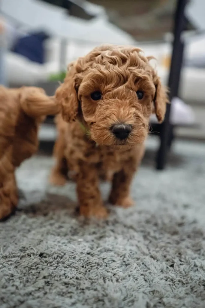 Brown Mini Goldendoodle
