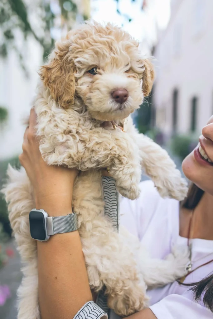 Mini Goldendoodle