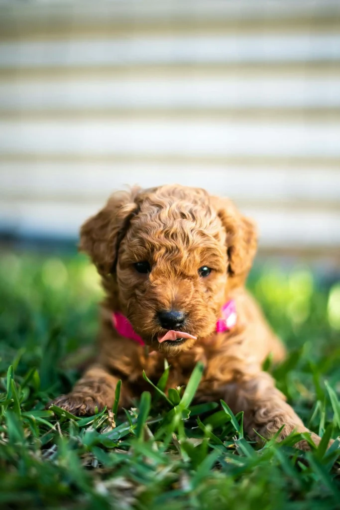 Mini Goldendoodle