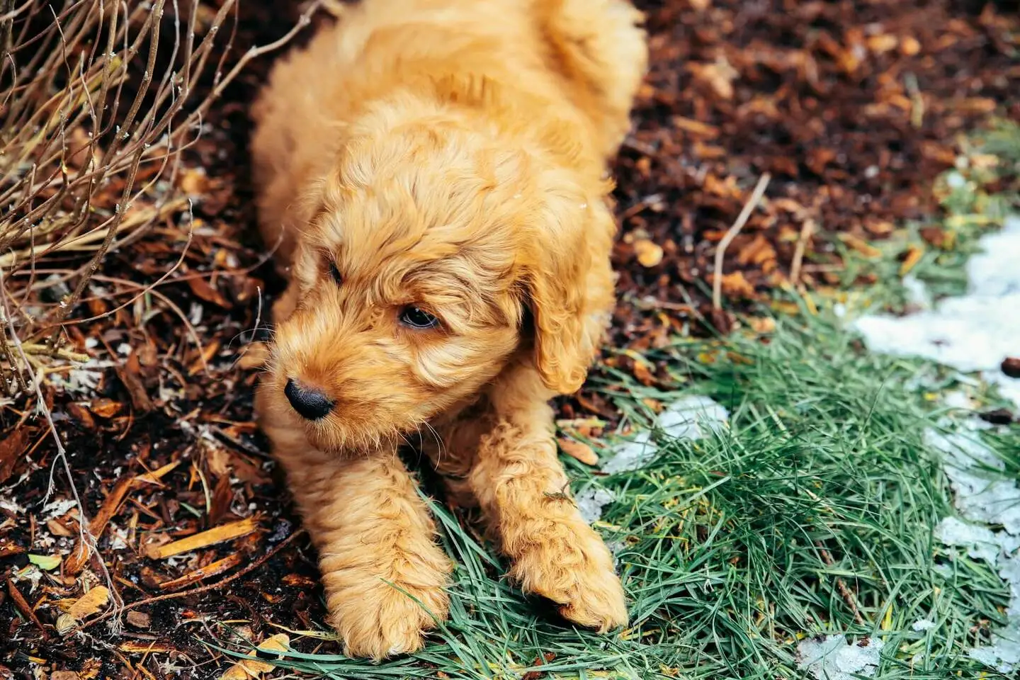 Mini Goldendoodle