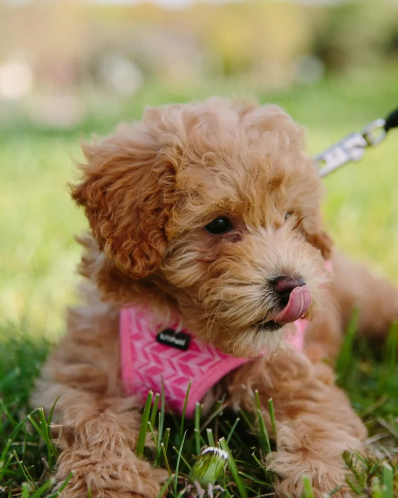 Mini Goldendoodle