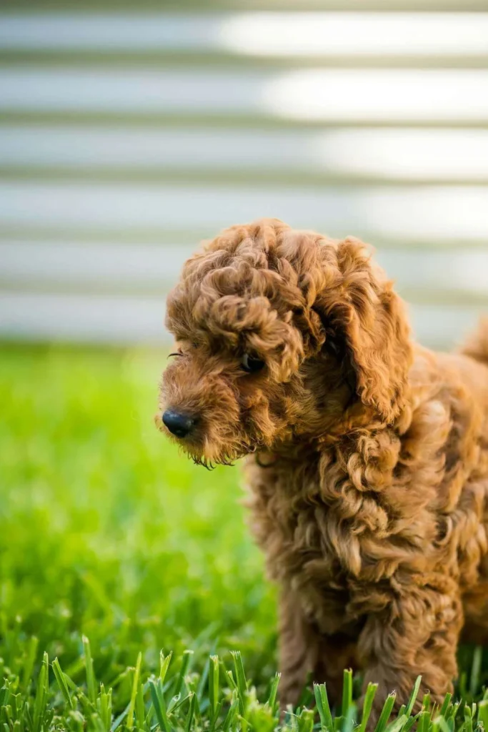 Mini Doldendoodle puppy