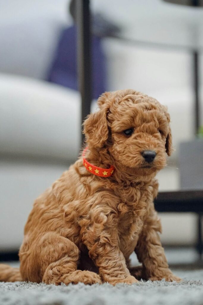 Mini Goldendoodle puppy