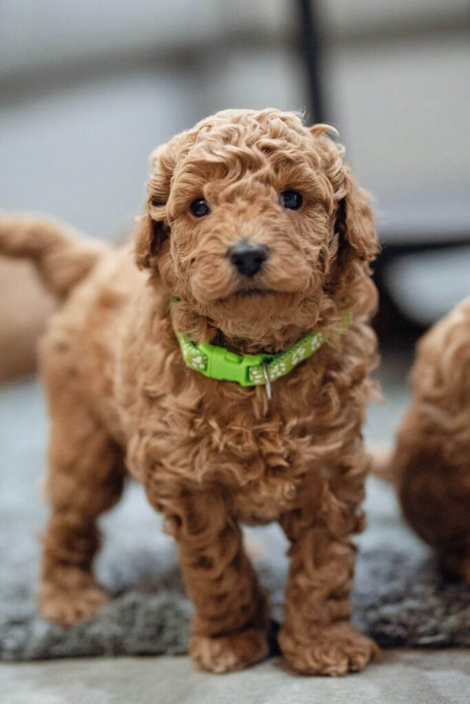 Mini Goldendoodle puppy