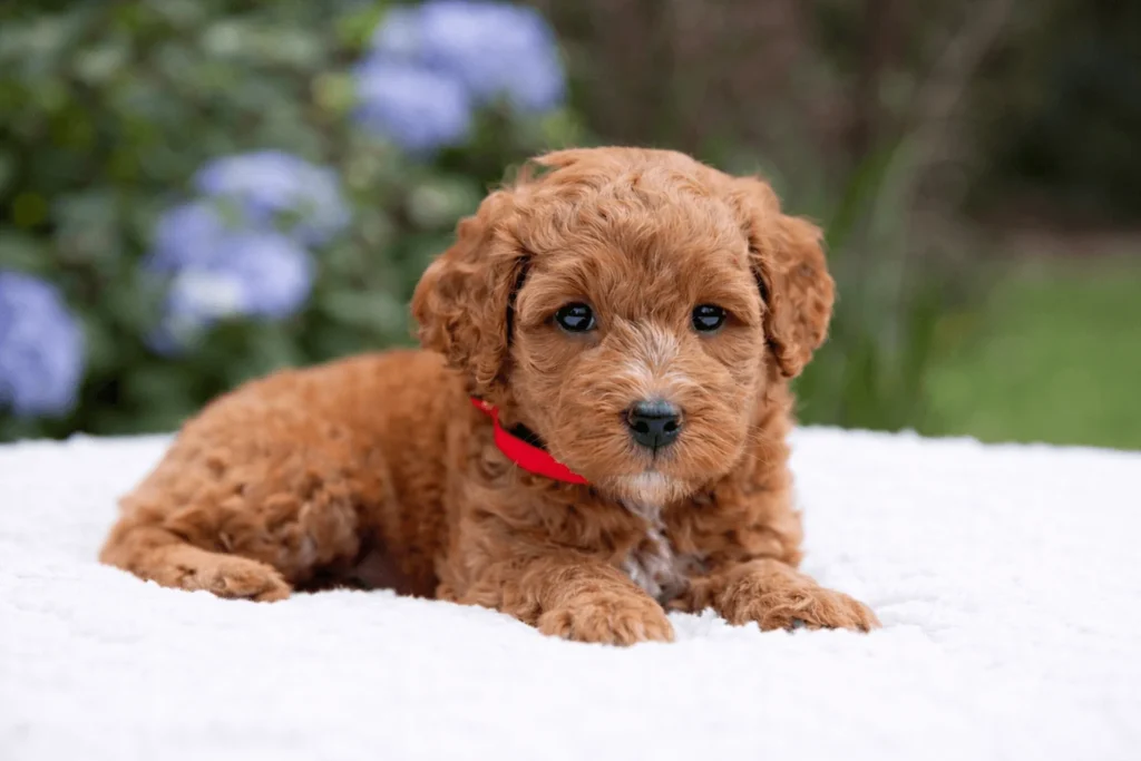 Mini Goldendoodle puppy