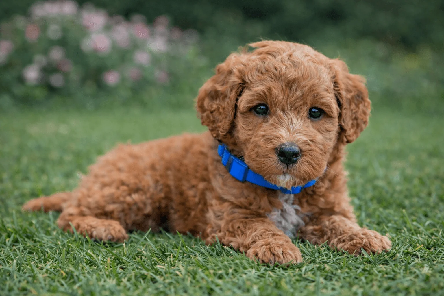Minigoldendoodle puppy