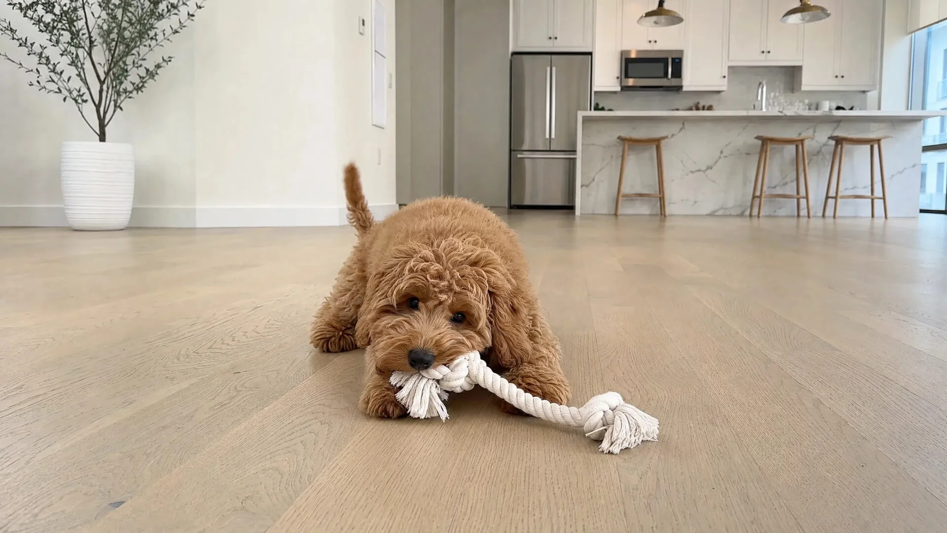 Mini Goldendoodles