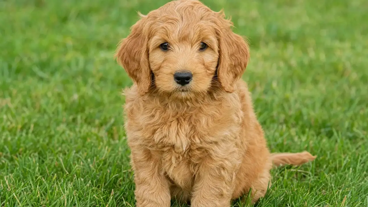 Mini Goldendoodles