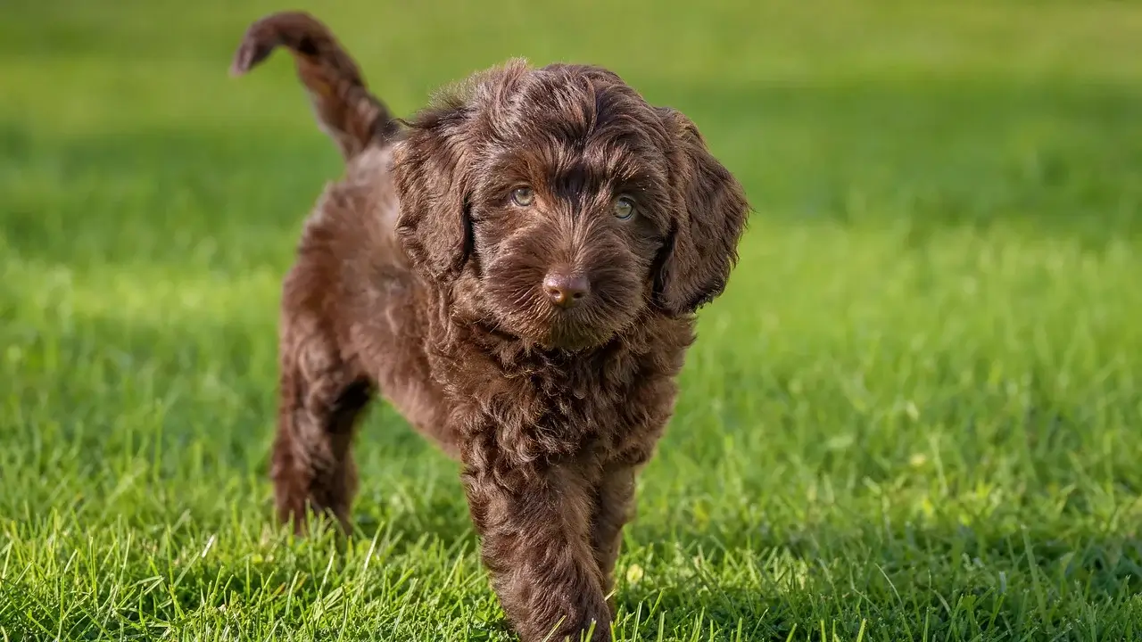 Mini Goldendoodles